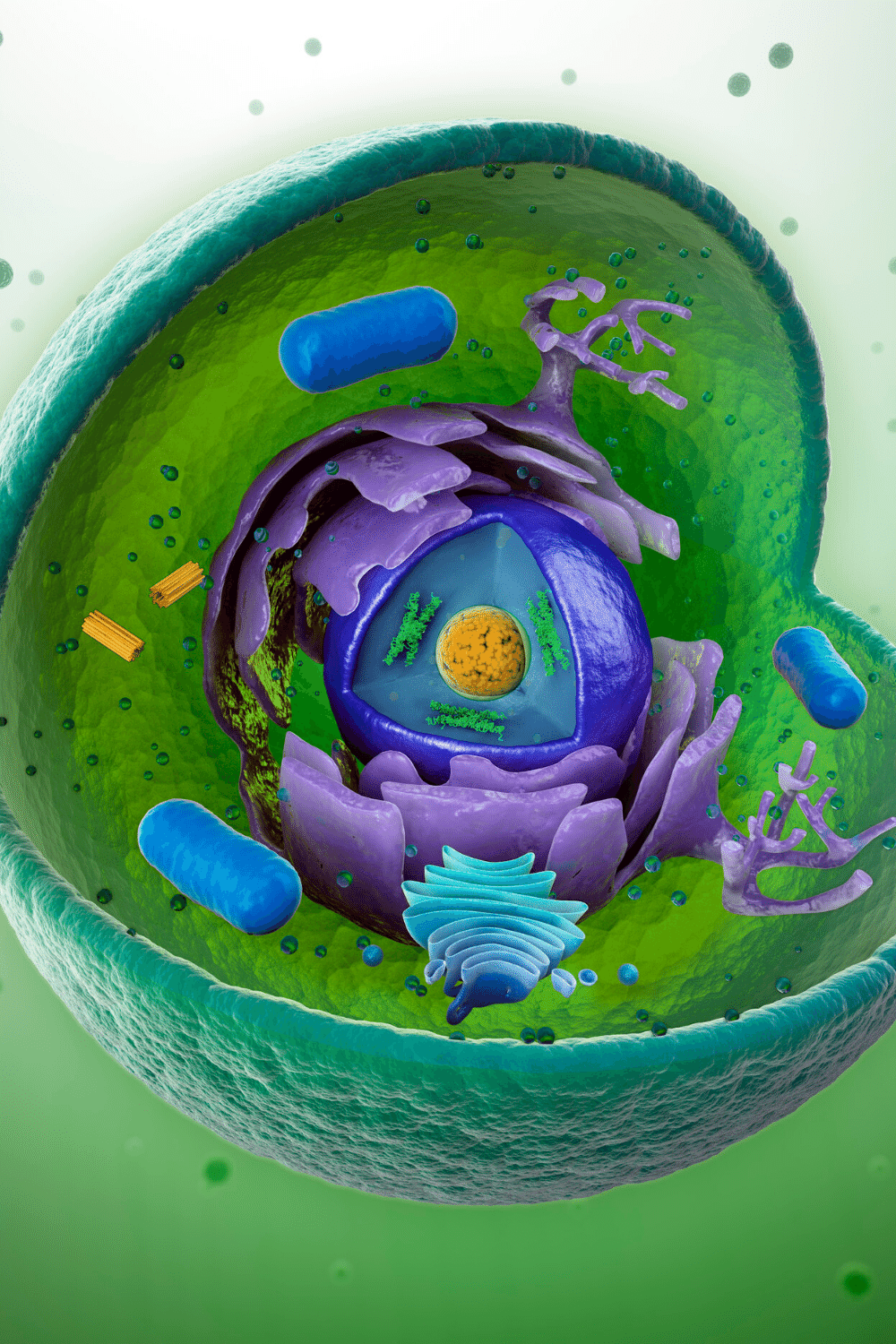 Seven ways to help boost your mitochondria